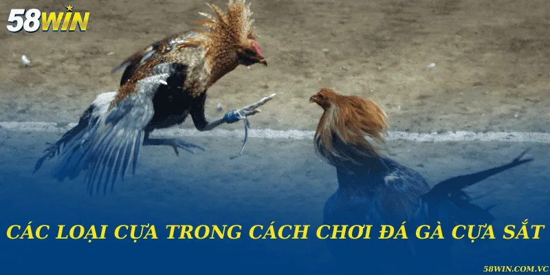 Cách Chơi Đá Gà Cựa Sắt – Sân Chơi Khốc Liệt Của Chiến Kê Các loại cựa trong cách chơi đá gà cựa sắt