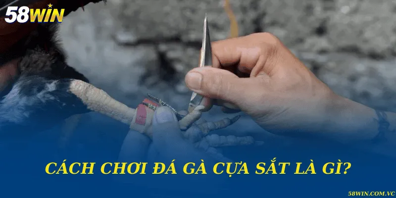 Cách Chơi Đá Gà Cựa Sắt – Sân Chơi Khốc Liệt Của Chiến Kê Cách chơi đá gà cựa sắt là gì?