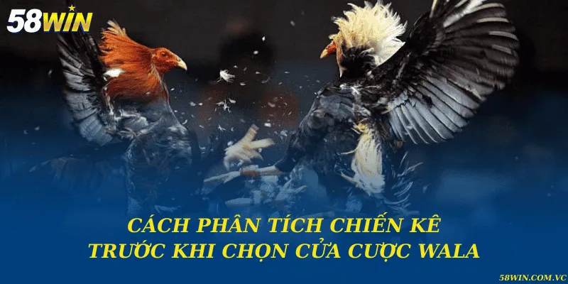 Cửa Cược Wala – Giải Mã Tỷ Lệ Và Cách Vận Hành Chuẩn Xác Cách phân tích chiến kê trước khi chọn cửa cược Wala