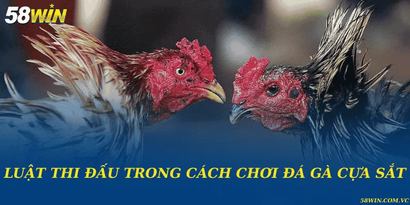 Cách Chơi Đá Gà Cựa Sắt – Sân Chơi Khốc Liệt Của Chiến Kê Luật thi đấu trong cách chơi đá gà cựa sắt