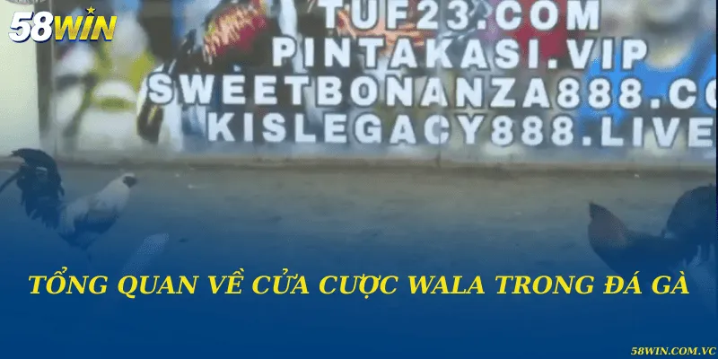 Cửa Cược Wala – Giải Mã Tỷ Lệ Và Cách Vận Hành Chuẩn Xác Tổng quan về cửa cược Wala trong đá gà