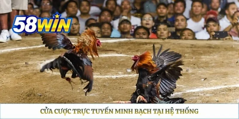 Đá Gà Thomo 58WIN: Lịch Xem Trực Tiếp & Hướng Dẫn Đặt Cược Cửa cược trực tuyến minh bạch tại hệ thống