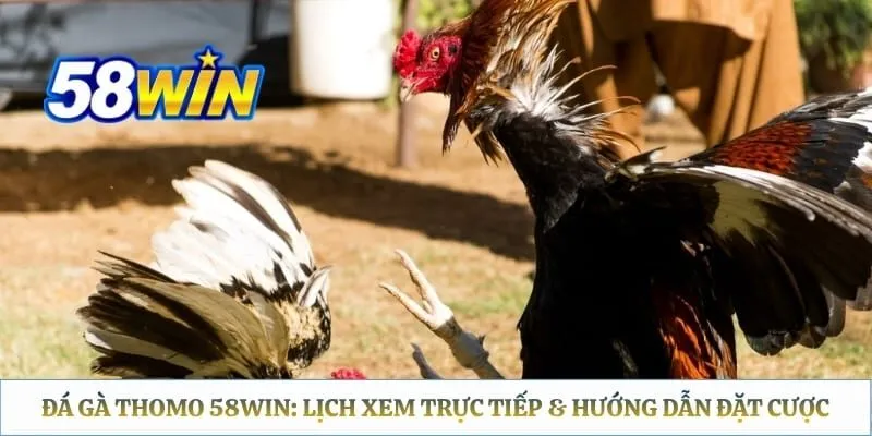 Đá Gà Thomo 58WIN: Lịch Xem Trực Tiếp & Hướng Dẫn Đặt Cược 