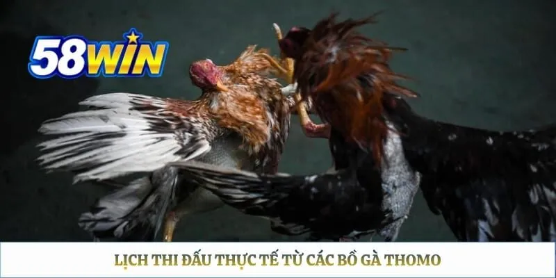 Đá Gà Thomo 58WIN: Lịch Xem Trực Tiếp & Hướng Dẫn Đặt Cược Lịch thi đấu thực tế từ các bồ gà Thomo