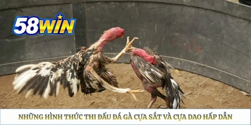Đá Gà Thomo 58WIN: Lịch Xem Trực Tiếp & Hướng Dẫn Đặt Cược Những hình thức thi đấu đá gà cựa sắt và cựa dao hấp dẫn