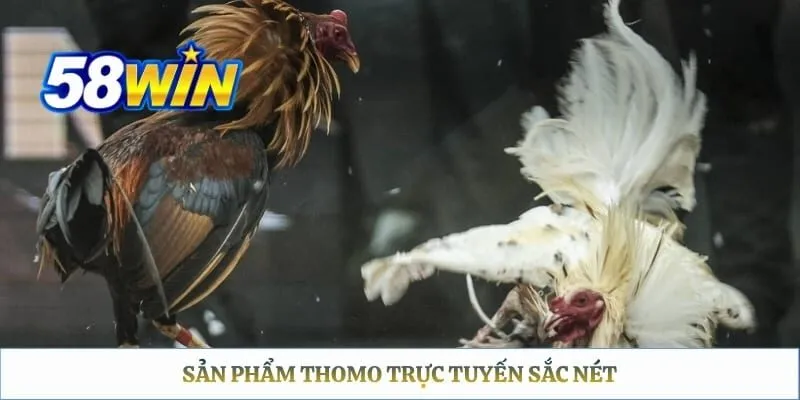 Đá Gà Thomo 58WIN: Lịch Xem Trực Tiếp & Hướng Dẫn Đặt Cược Sản phẩm Thomo trực tuyến sắc nét